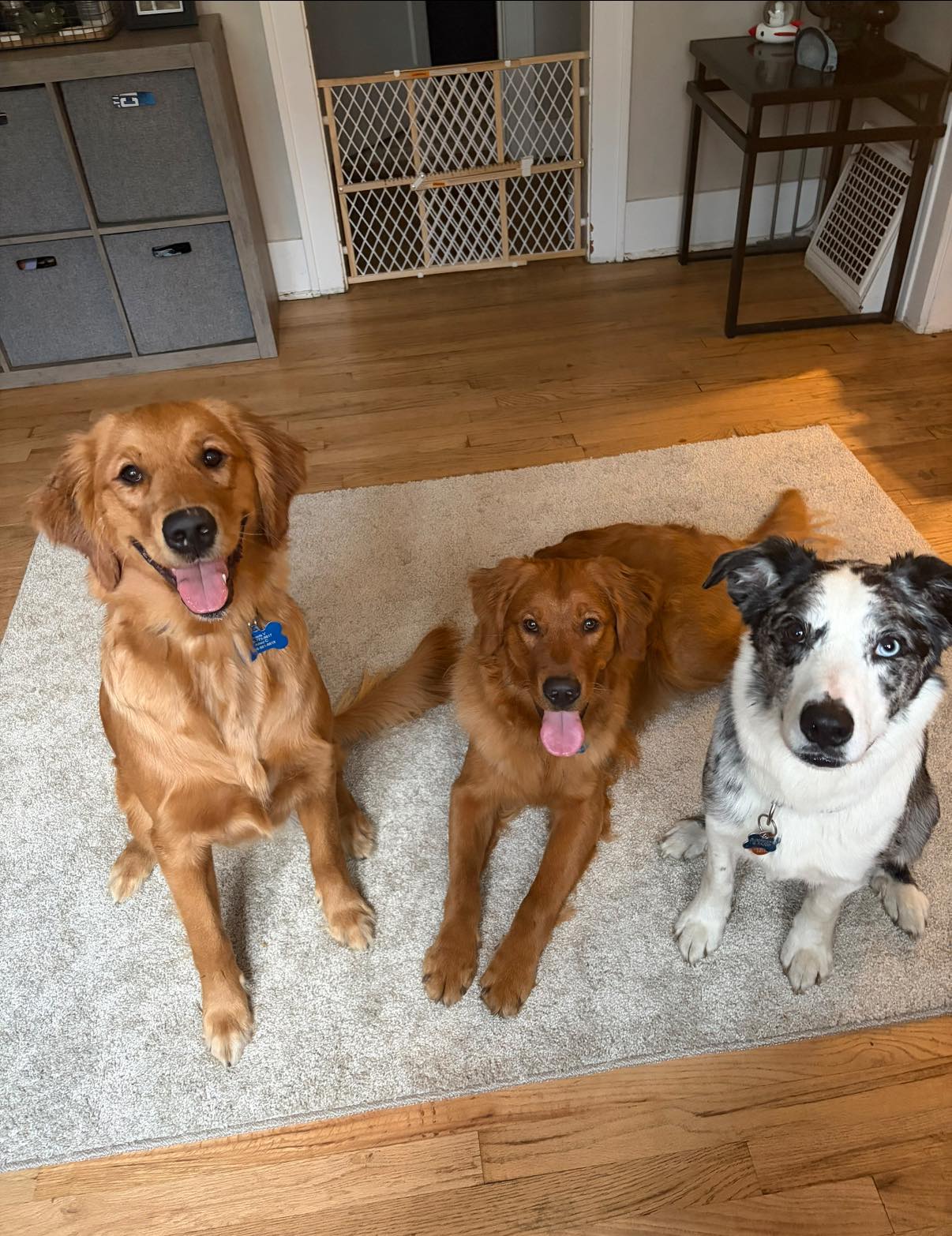 Dog 1