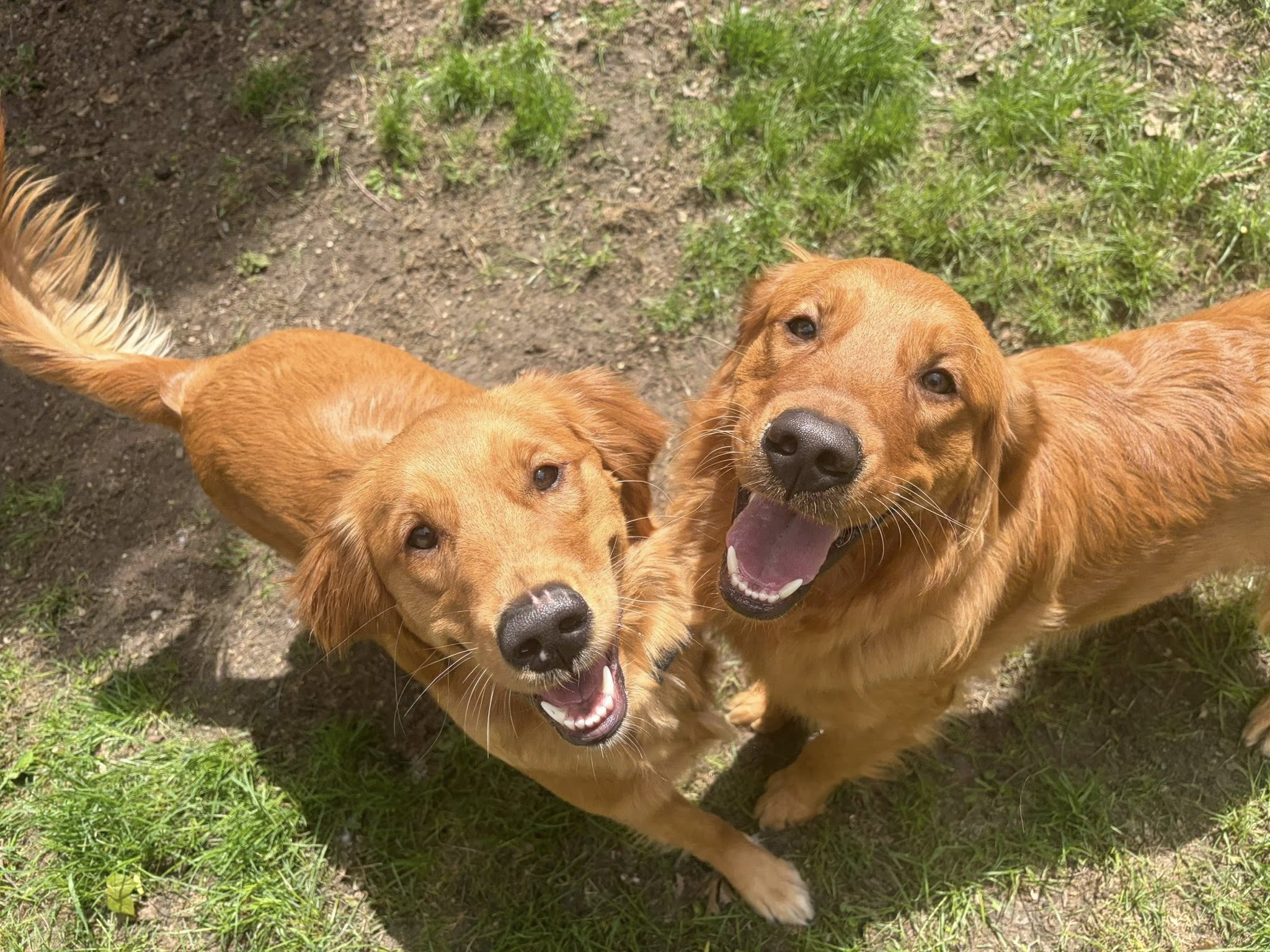 Dog 3