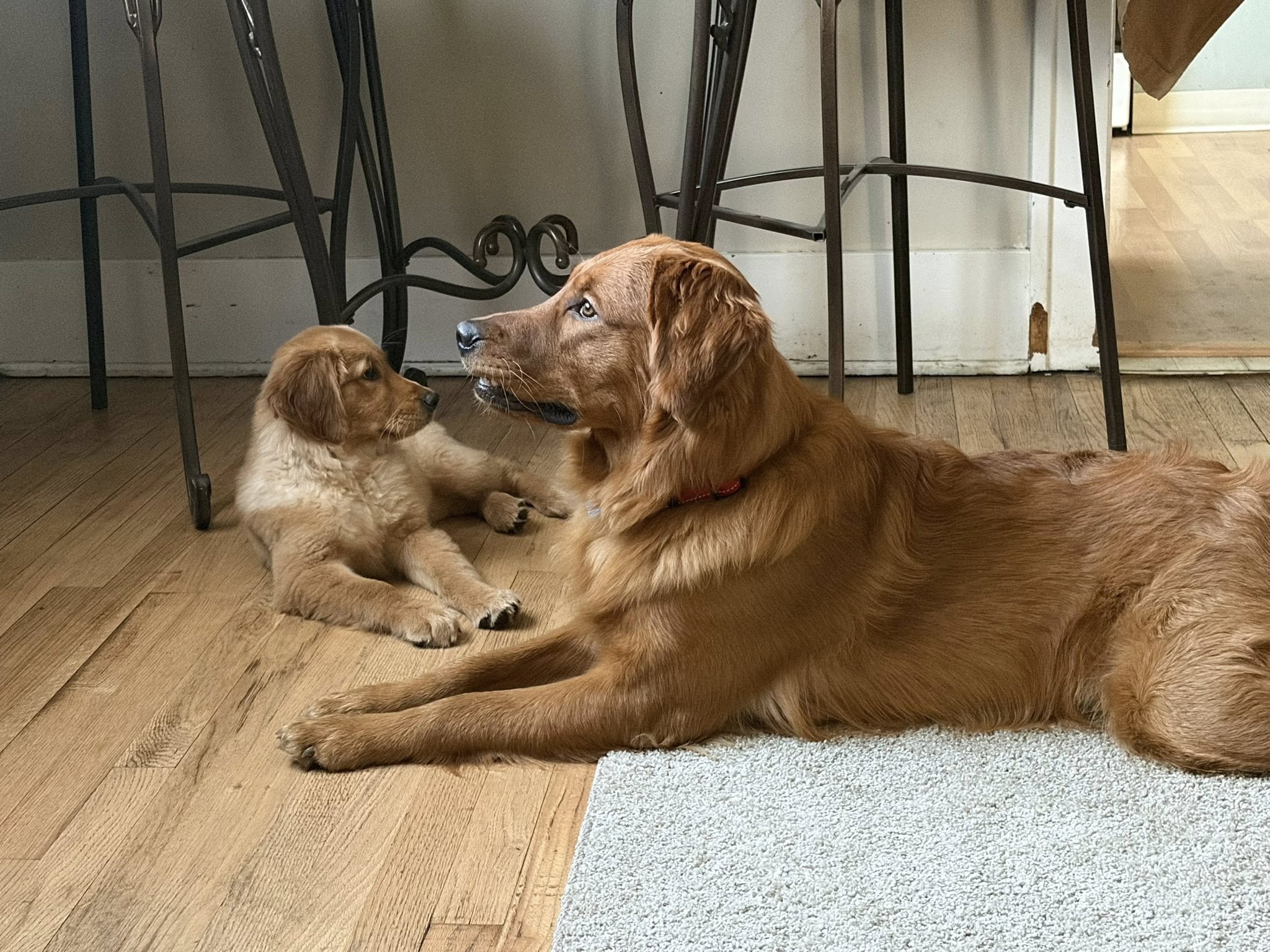 Pet Sitting
